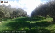 Vori Kreta, Vori Olivenhain 200.000m² mit 2 Gebäuden zu verkaufen Grundstück kaufen